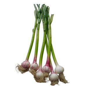 Սխտոր  (հատ)