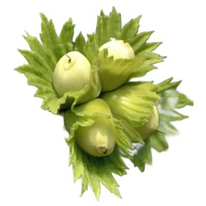 Պնդուկ կանաչ (կգ)