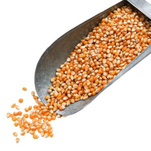 Եգիպտացորենի հատիկներ Նուշ կգ