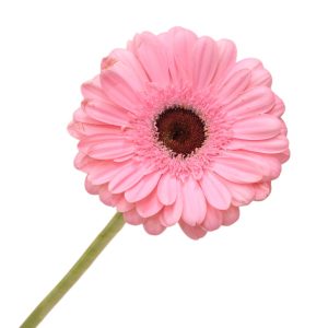 Գերբերաներ