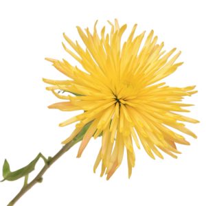 Քրիզանթեմներ