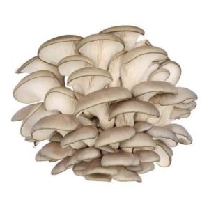 Կախասունկ (կգ)